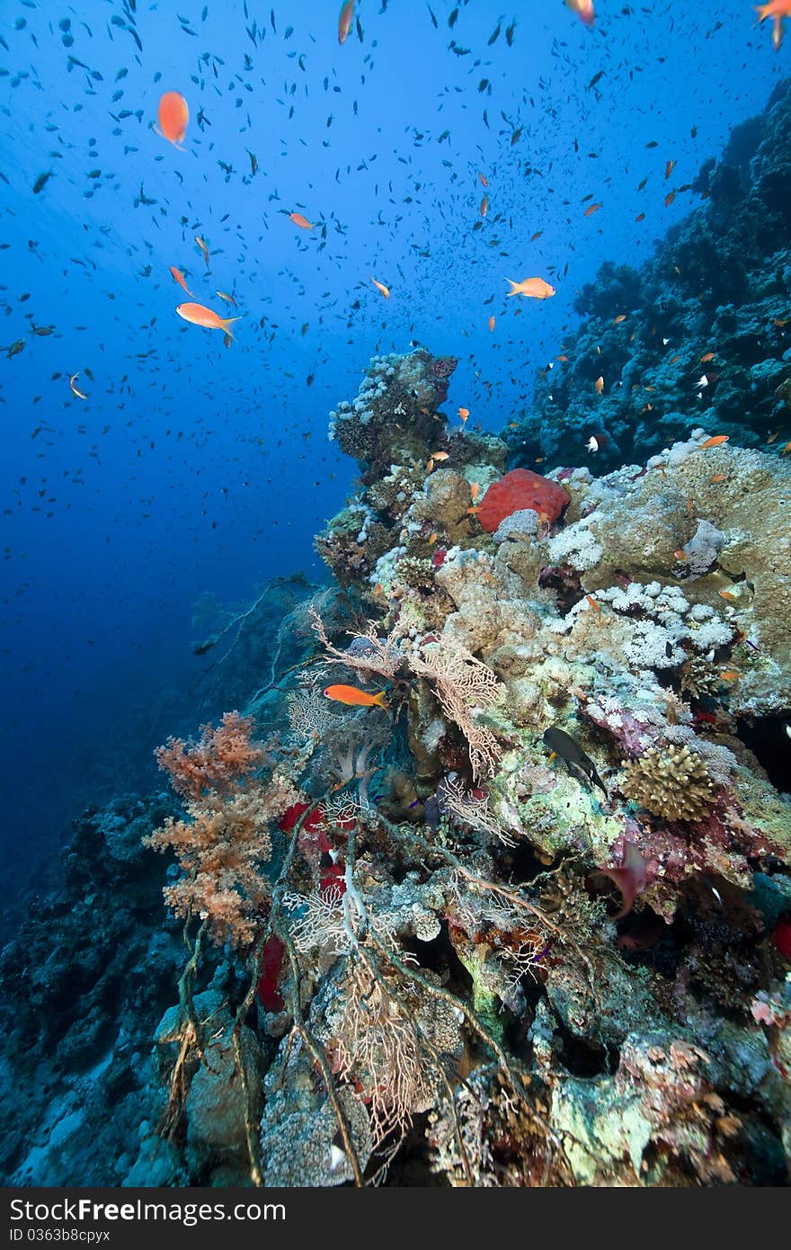 Marine life in the Red Sea.