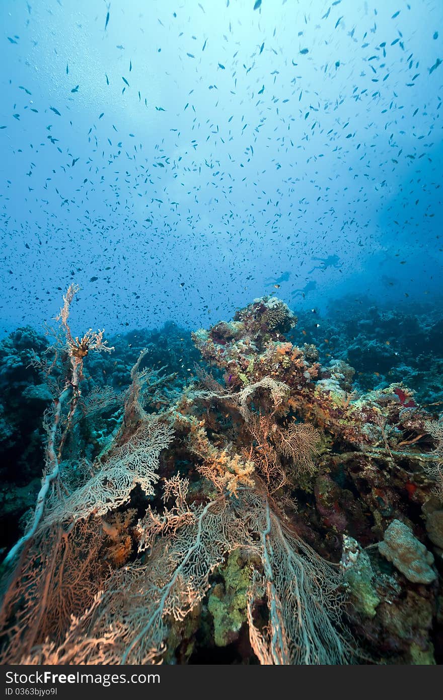 Marine Life In The Red Sea.