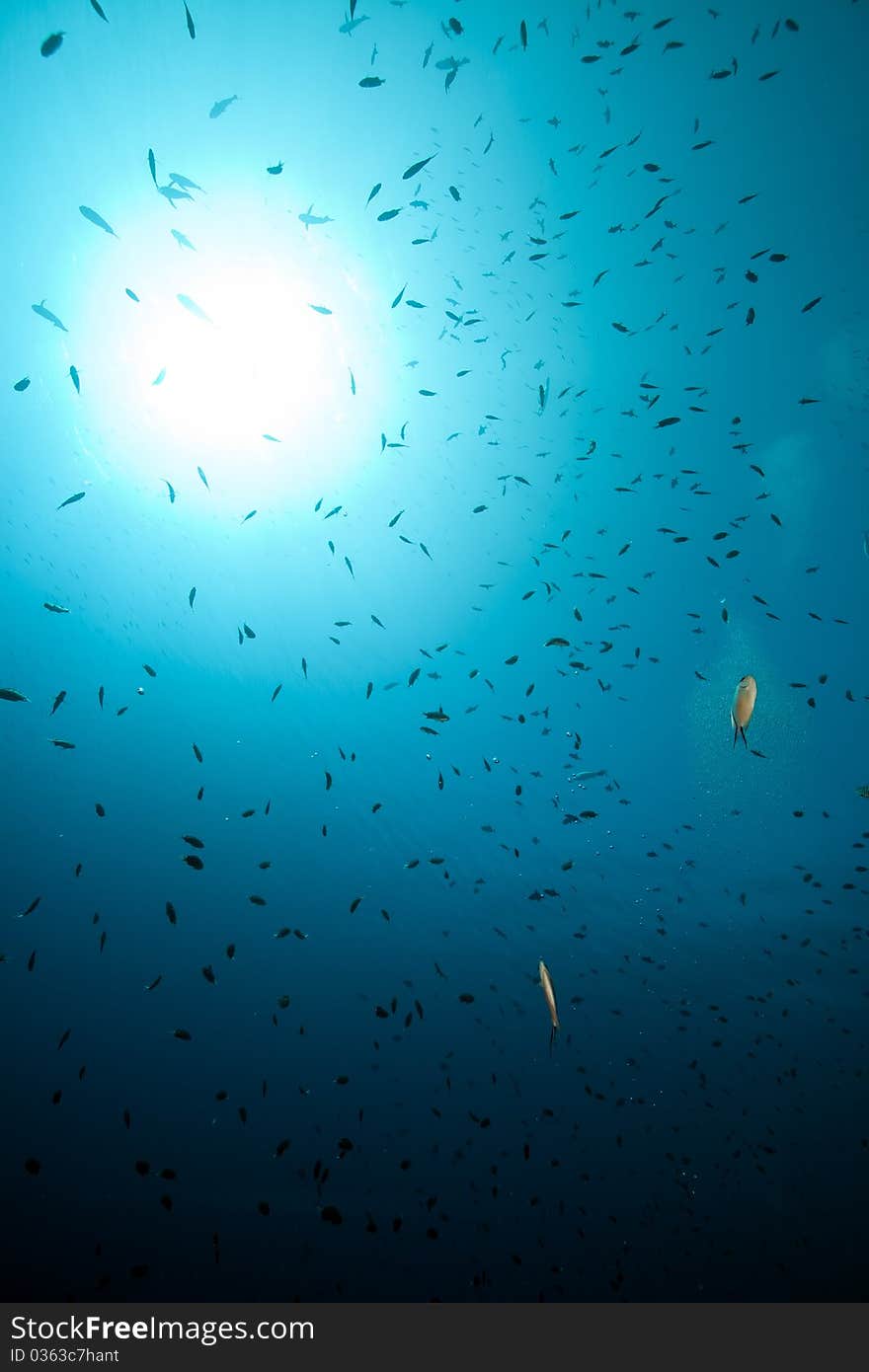 Marine life in the Red Sea.