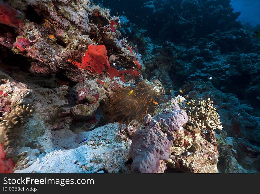 Anemone and anemonefish in the Red Sea.