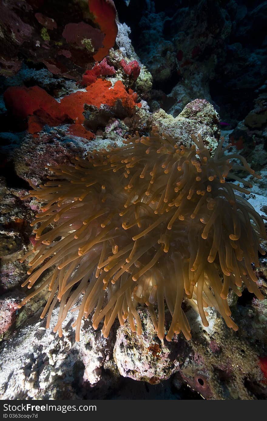 Anemone And Anemonefish In The Red Sea.