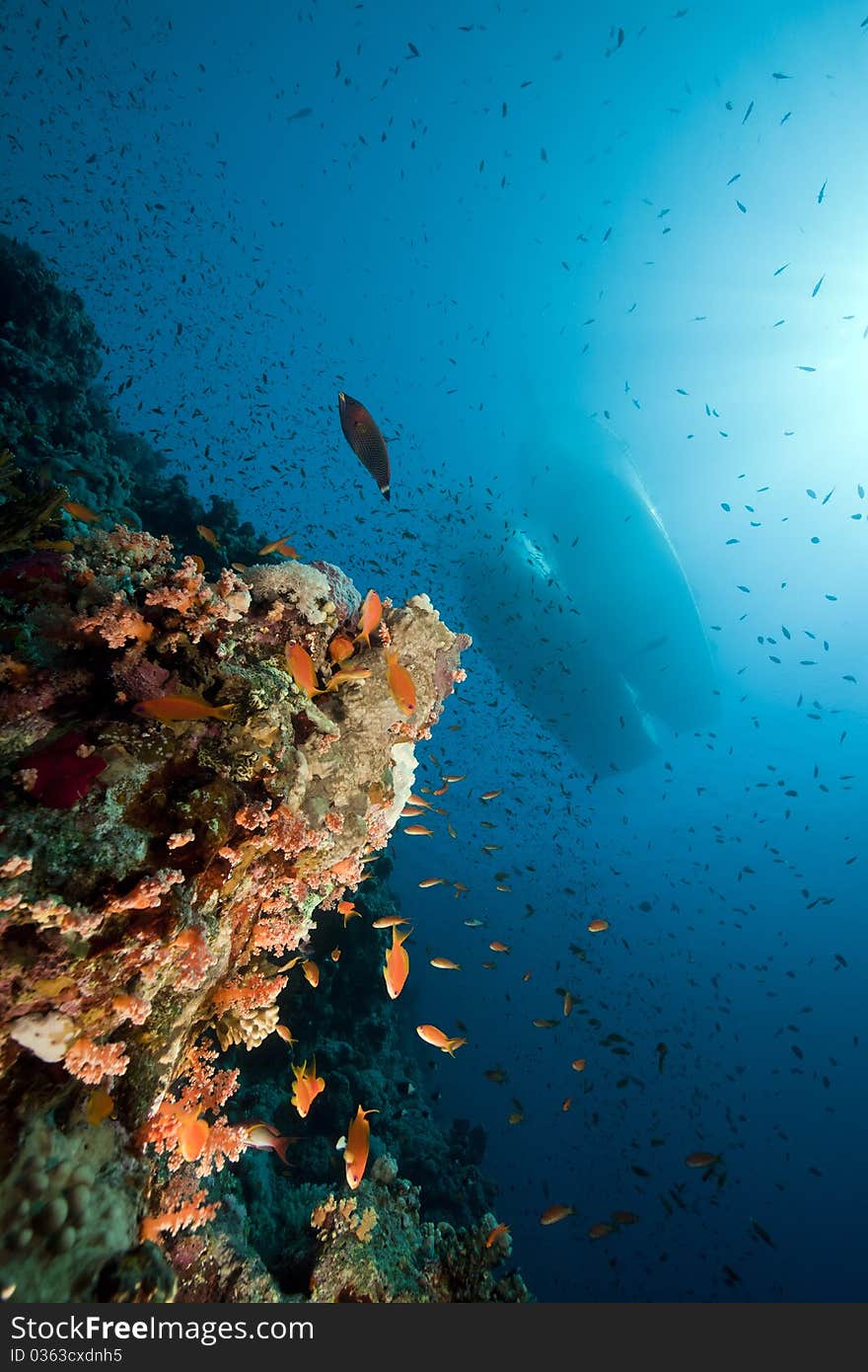 Marine life and boats in the Red Sea.