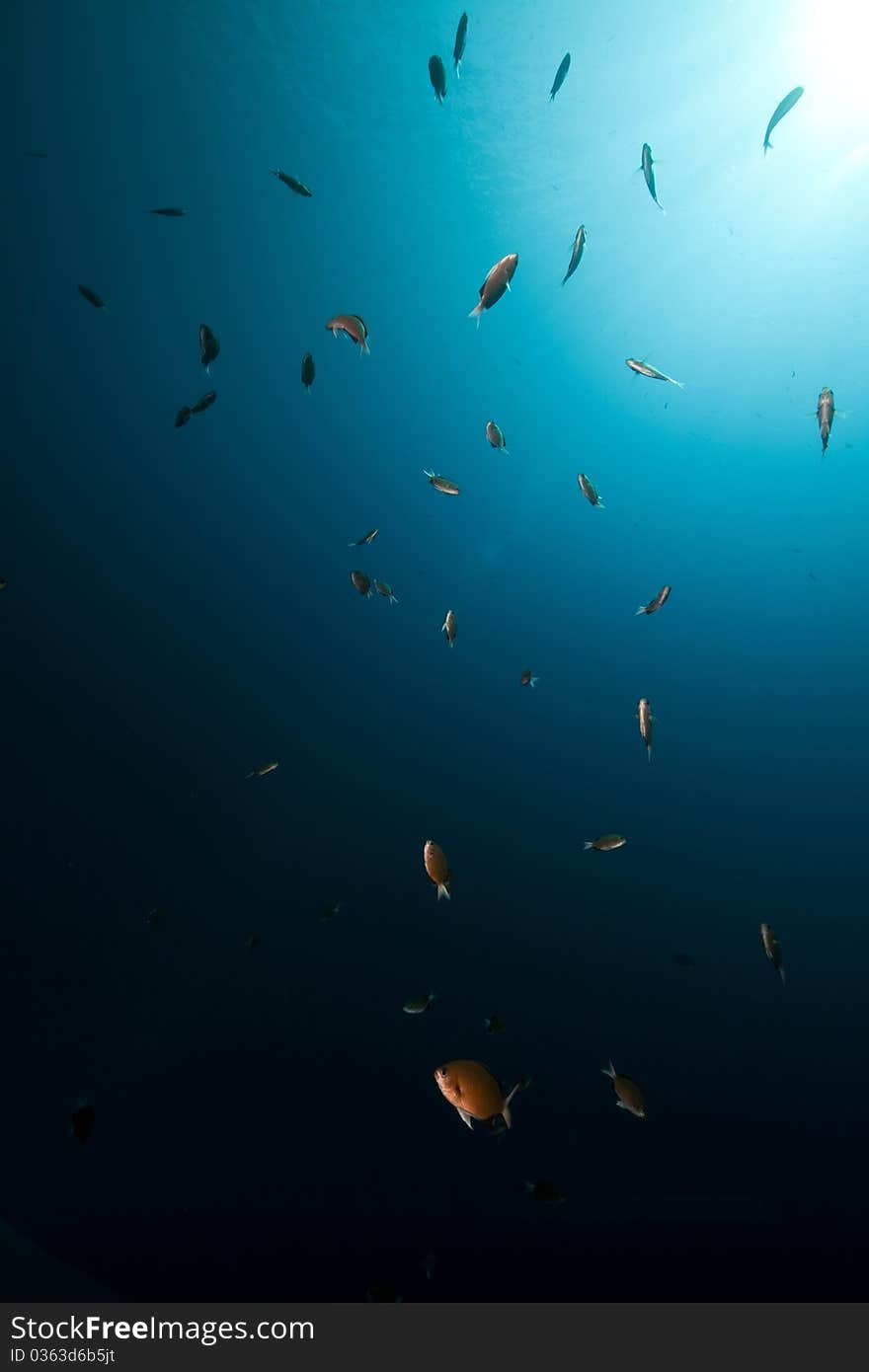 Marine life in the Red Sea.