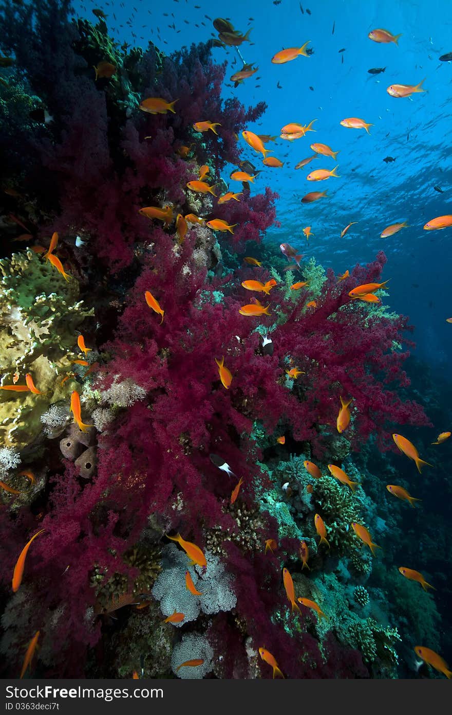 Marine life in the Red Sea.