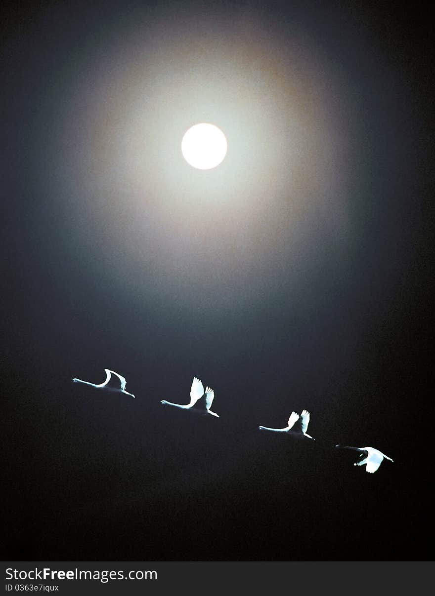 Four Geese Under the Moon