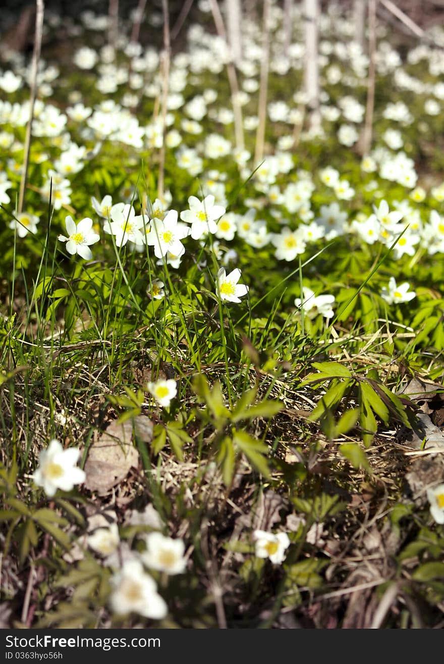 White snowdrops