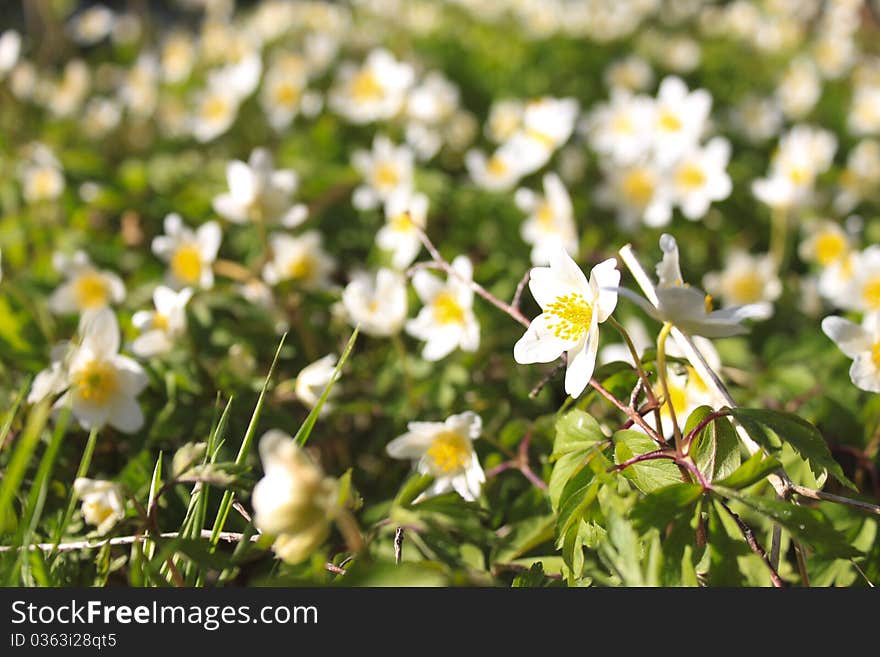 White Snowdrops