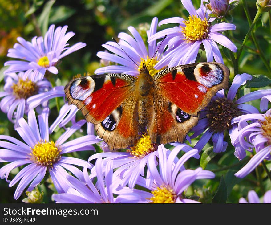 The butterfly on lilac colours. The butterfly