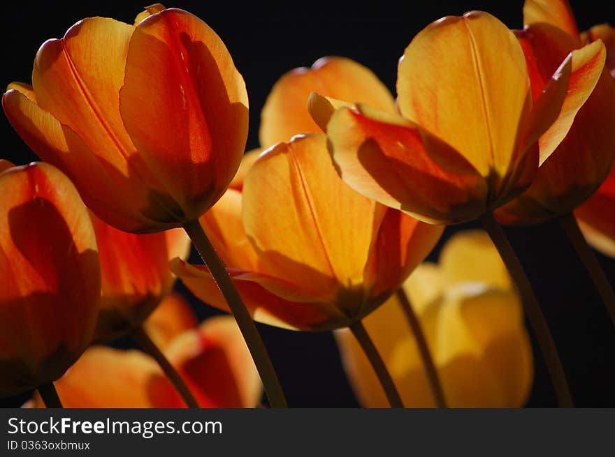 Spring Tulips