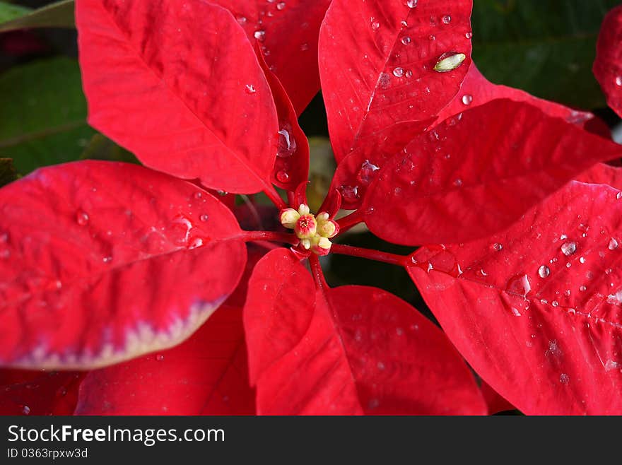 Red Leaf