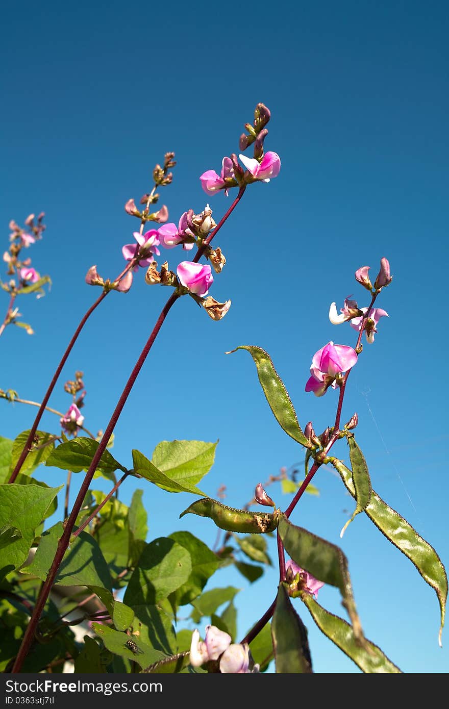 The flower of pea