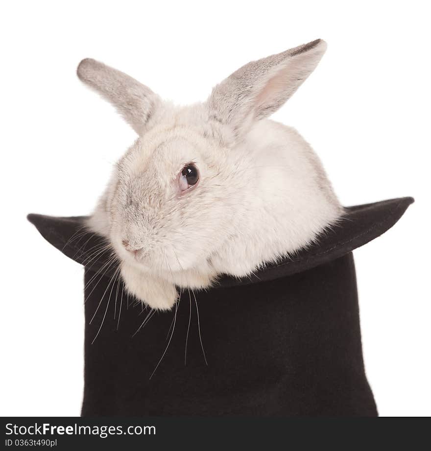 Fluffy long-eared rabbit in top hat over white background. Fluffy long-eared rabbit in top hat over white background