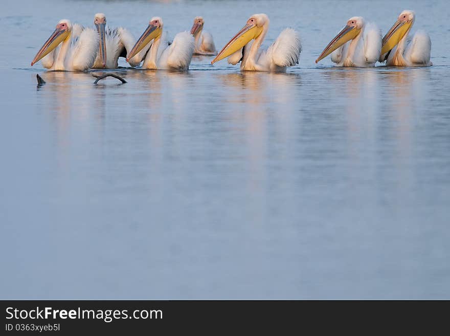 White Pelicans on water