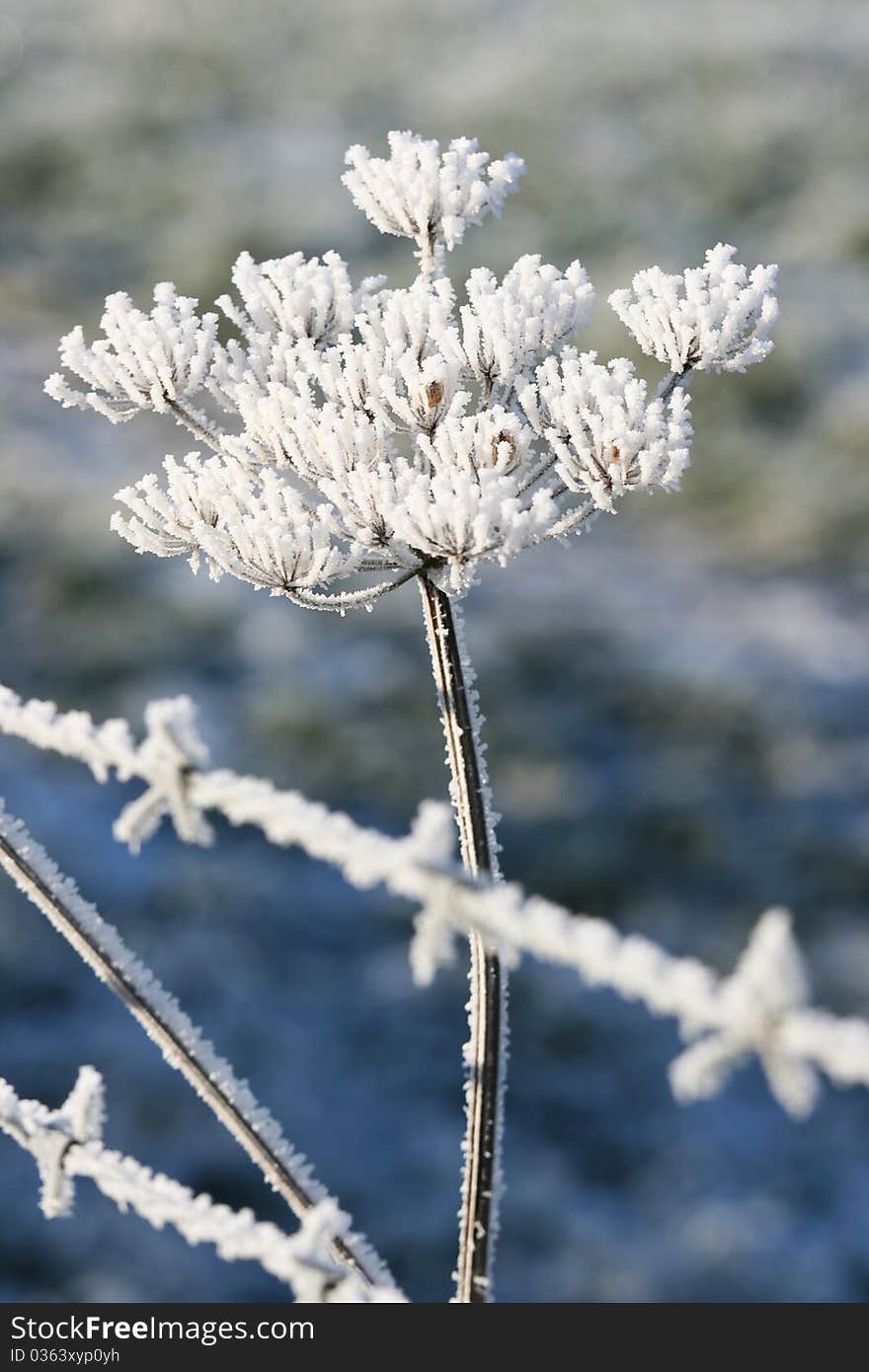 Ice covered plant behind barb wire