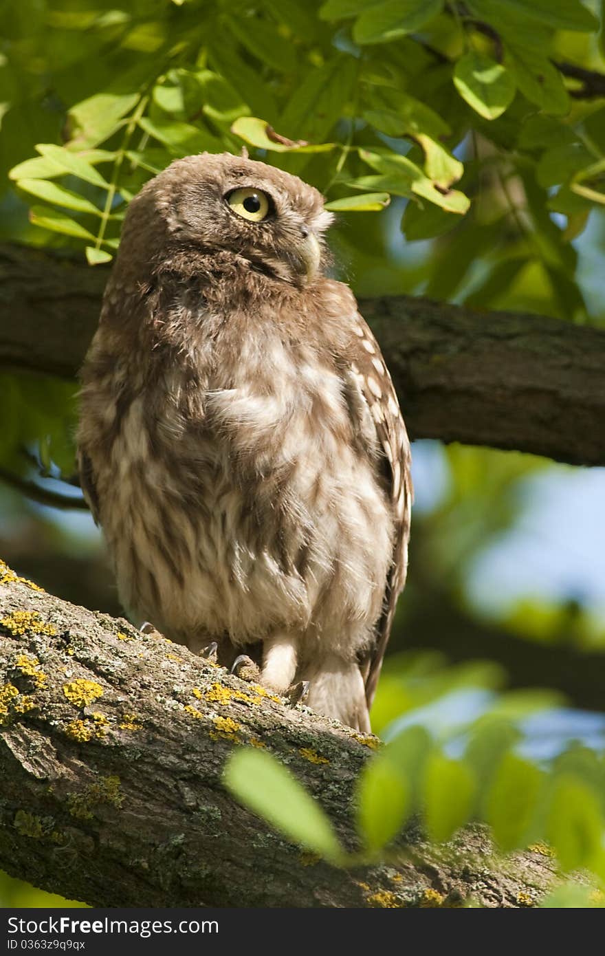 Little Owl on a branch