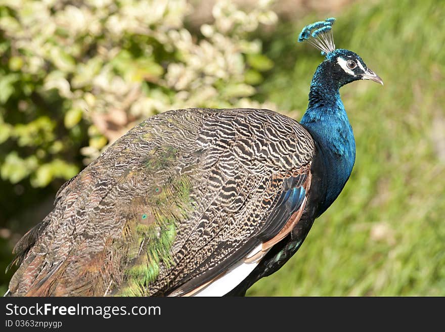 Peacock Portrait