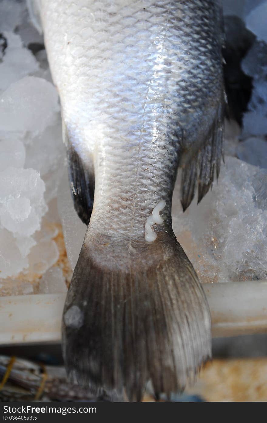 Fish and ice in market