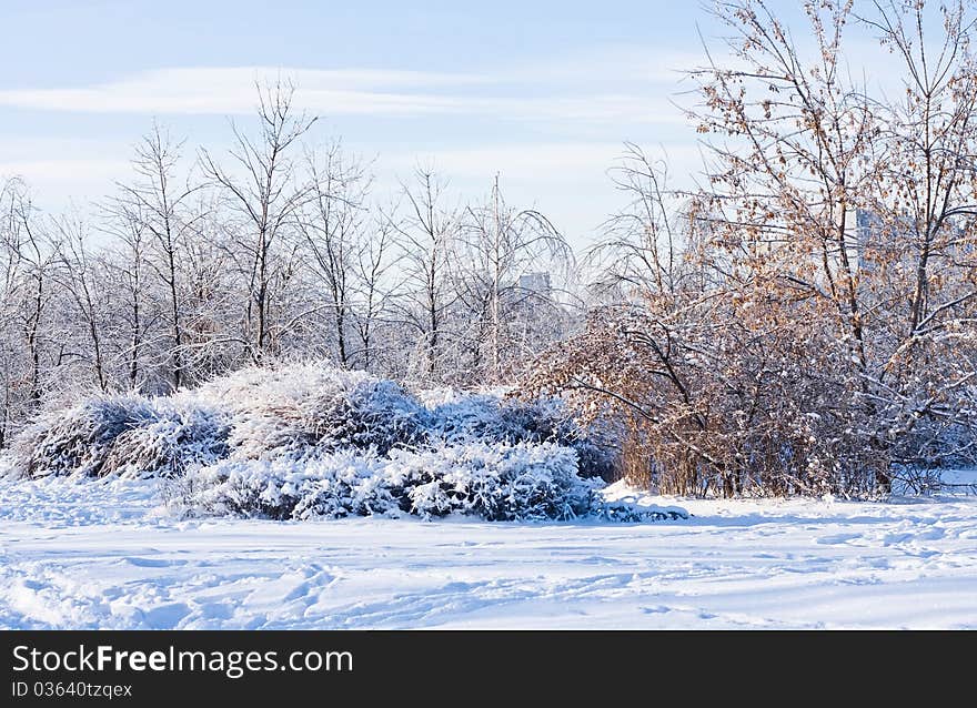 Winter Landscape