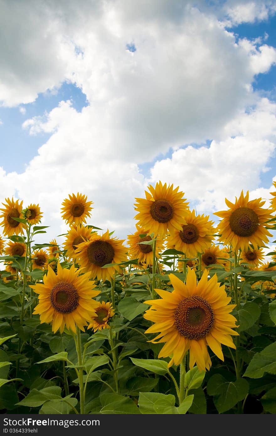 Beautiful Sunflowers