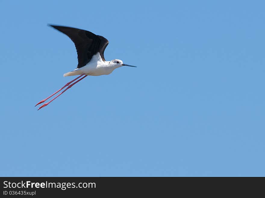 Black Winged Stilt