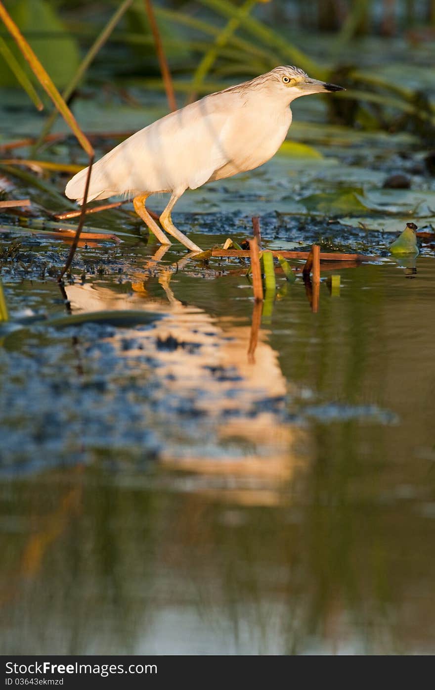 Squacco Heron