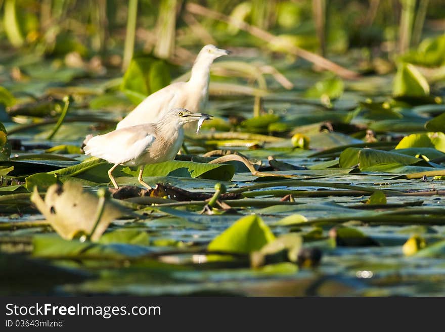 Silky Or Squacco Heron