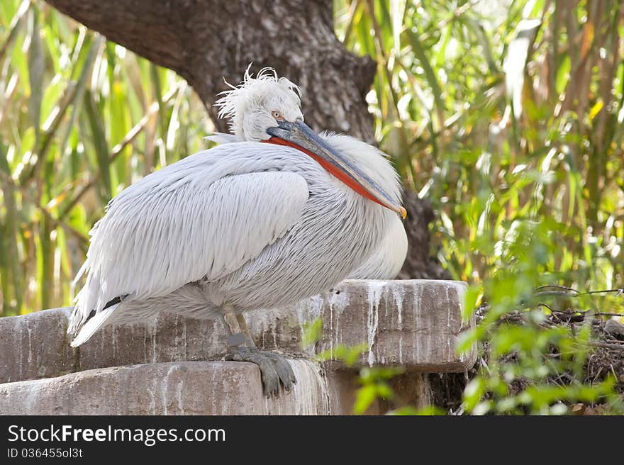 Dalmatian Pelican resting