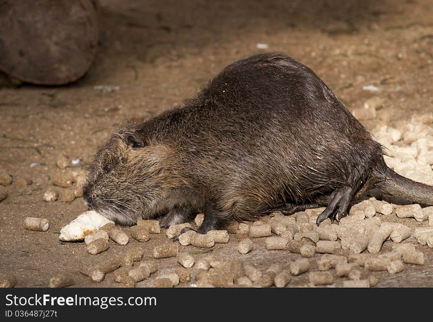 Nutria eating