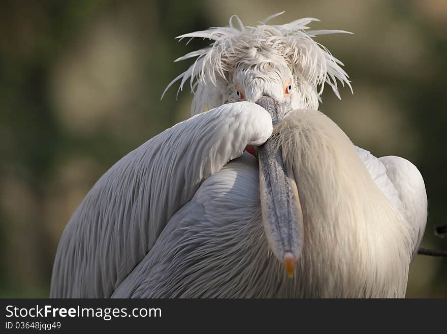 Dalmatian Pelican (Pelecanus crispus) Portrait. Dalmatian Pelican (Pelecanus crispus) Portrait