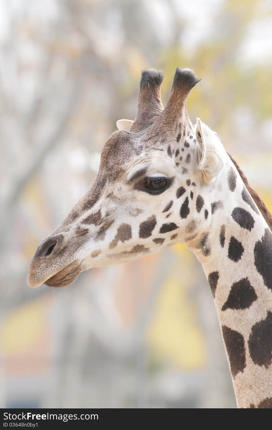 Giraffe (Giraffa camelopardalis) Portrait in autumn. Giraffe (Giraffa camelopardalis) Portrait in autumn