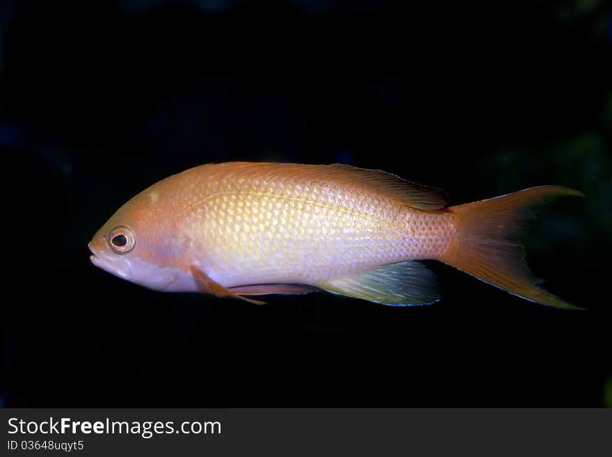 Lyretail Anthias (Pseudanthias squamipinnis) in Aquarium