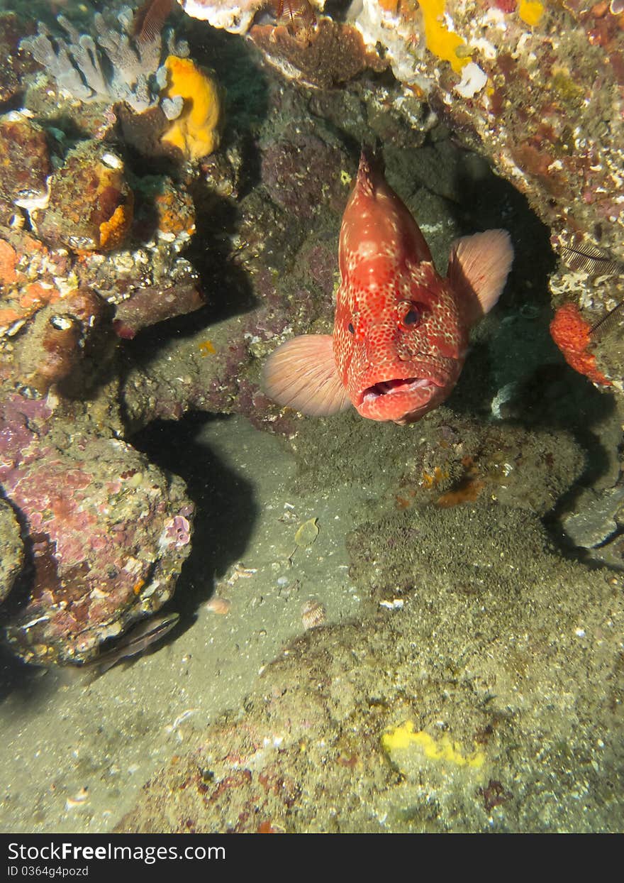 Tomato Rock Cod (grouper)