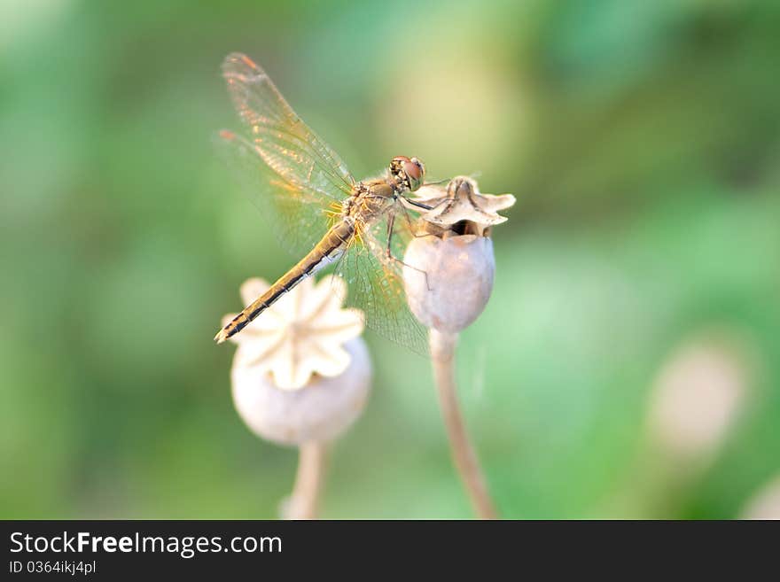 Dragonfly sits on a poppy bud