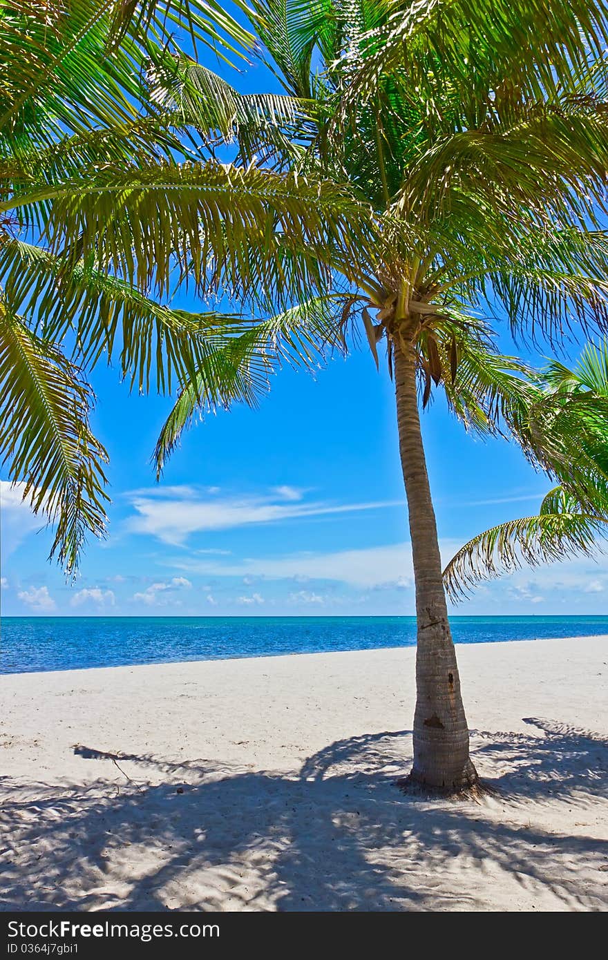 Tropical white sand beach with palm trees