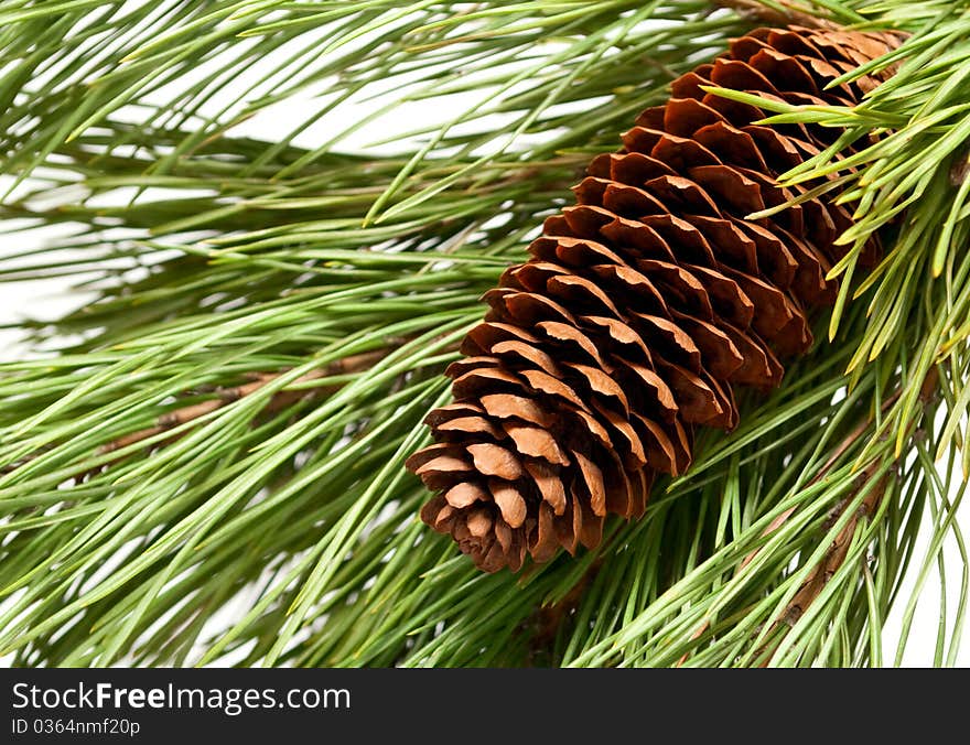 Brown pine cone and a green branch. Brown pine cone and a green branch..