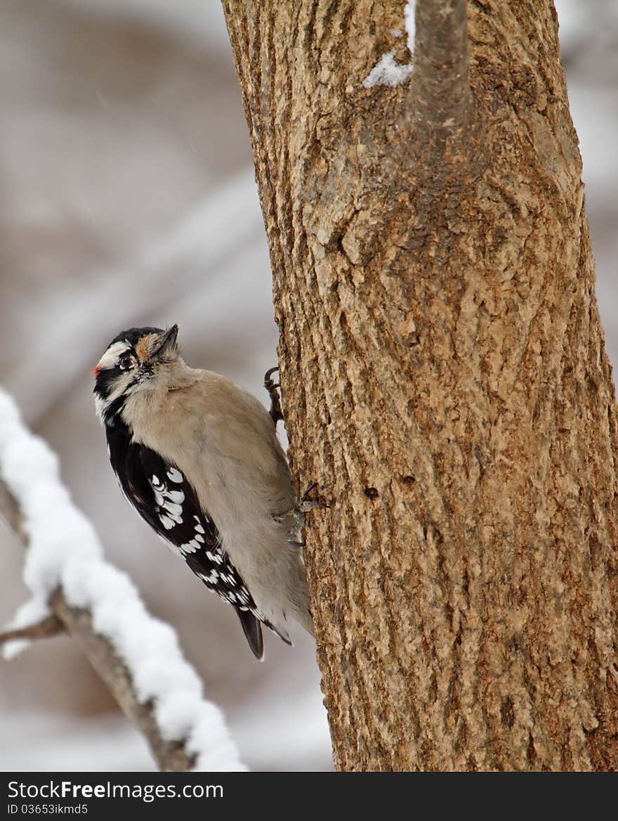 Male downy woodpecker, Picoides pubescens, perched on side of a tree