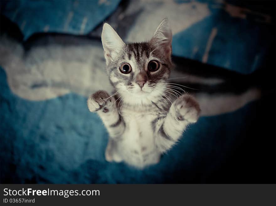 Tabby kitten stands on her hind legs with her paws up and looking at camera. Selective Focus. Tabby kitten stands on her hind legs with her paws up and looking at camera. Selective Focus.