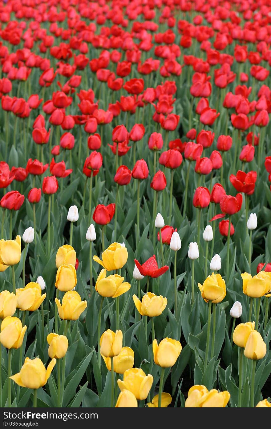 Tulips in a spring garden