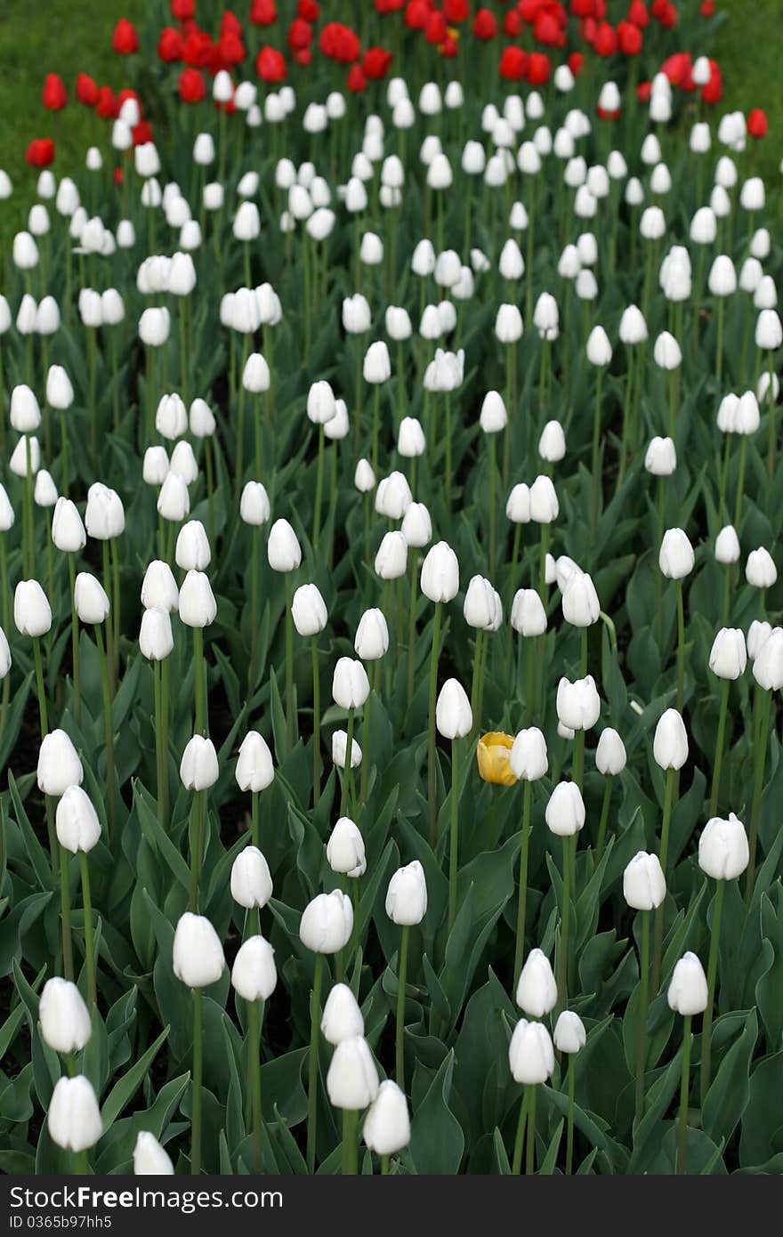 Tulips in a spring garden