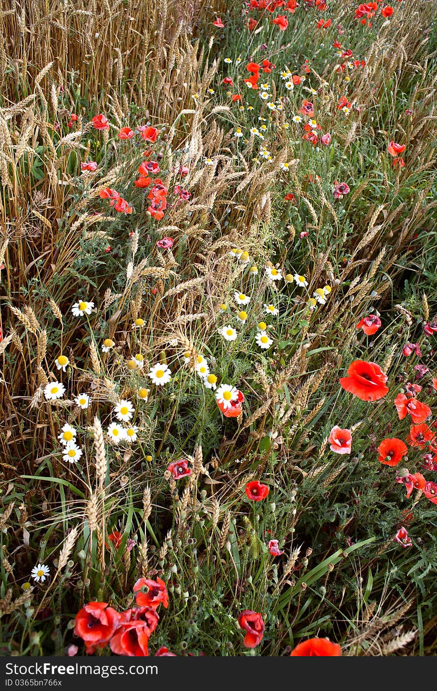 Part of the wheat fields with poppies and daisies