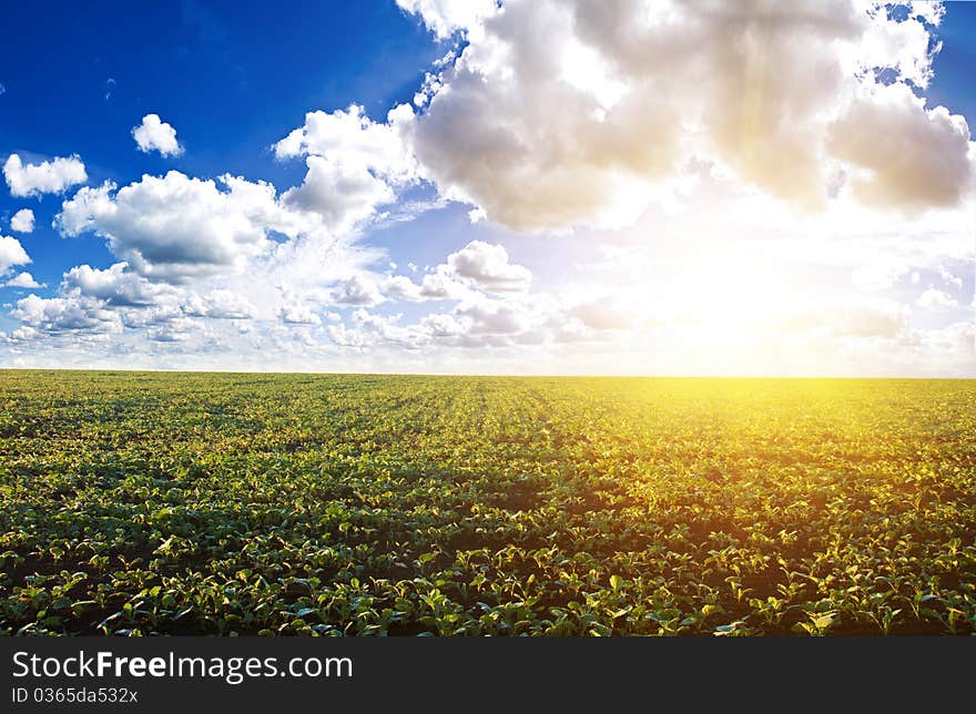 Green field under midday sun