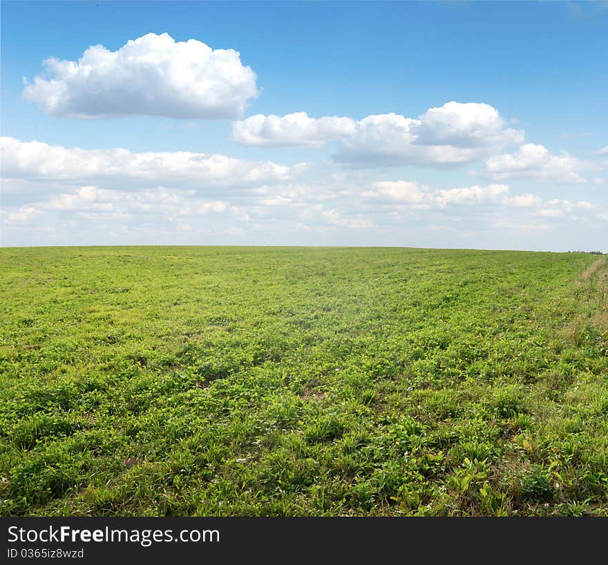 Green field under midday sun