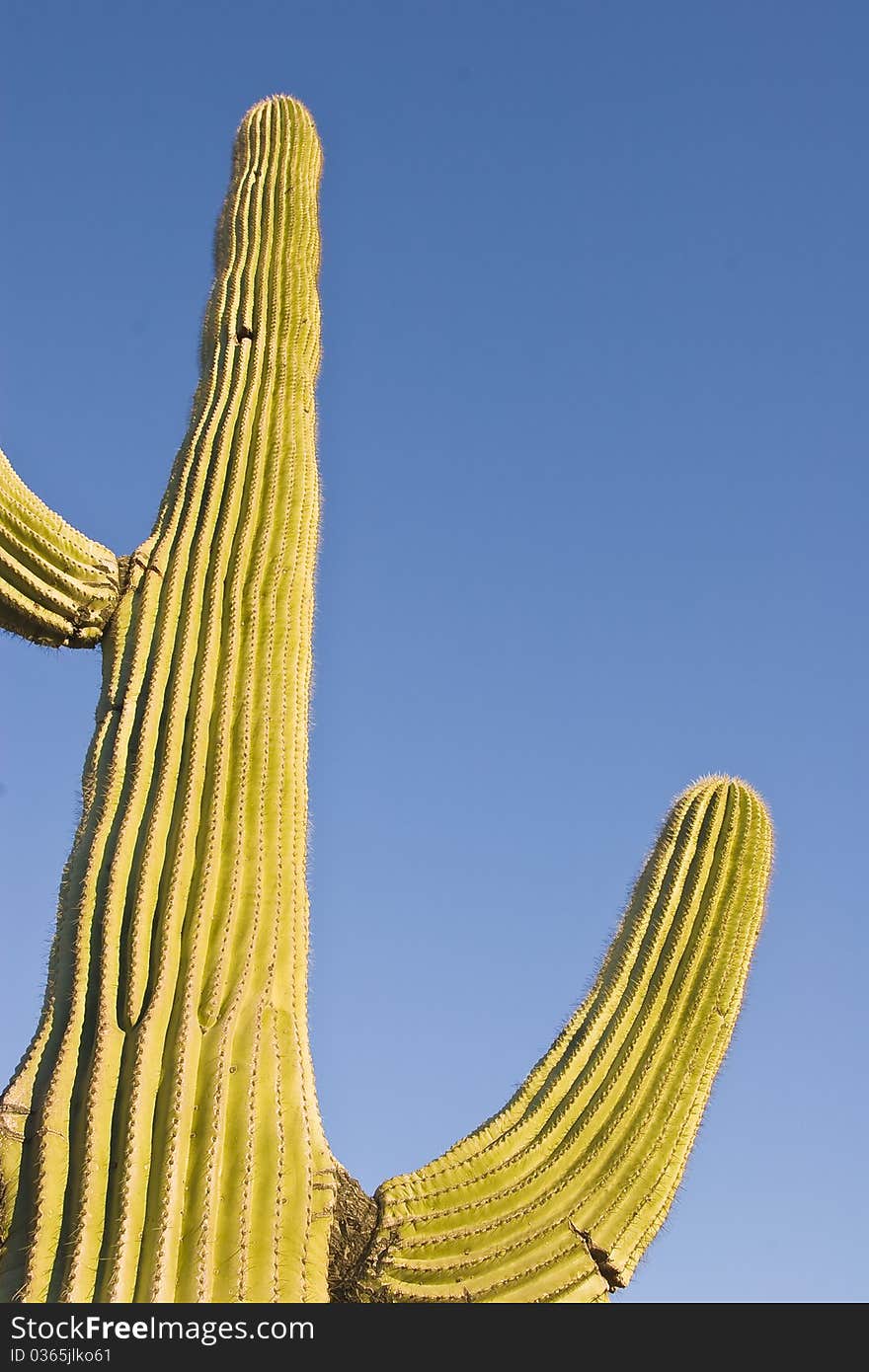 Sagurao Cactus