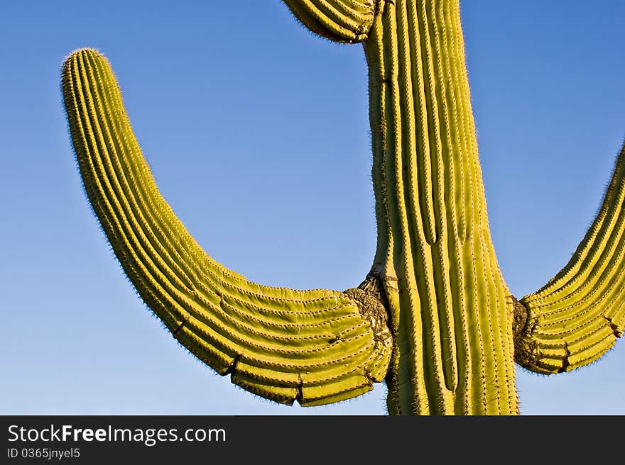 Saguaro Cactus