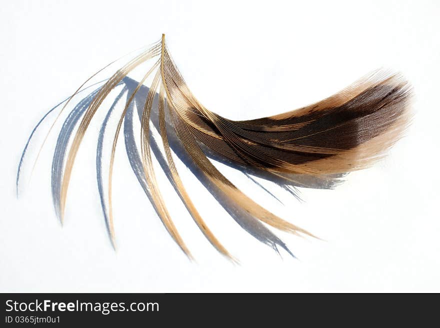 Feathers on a white background