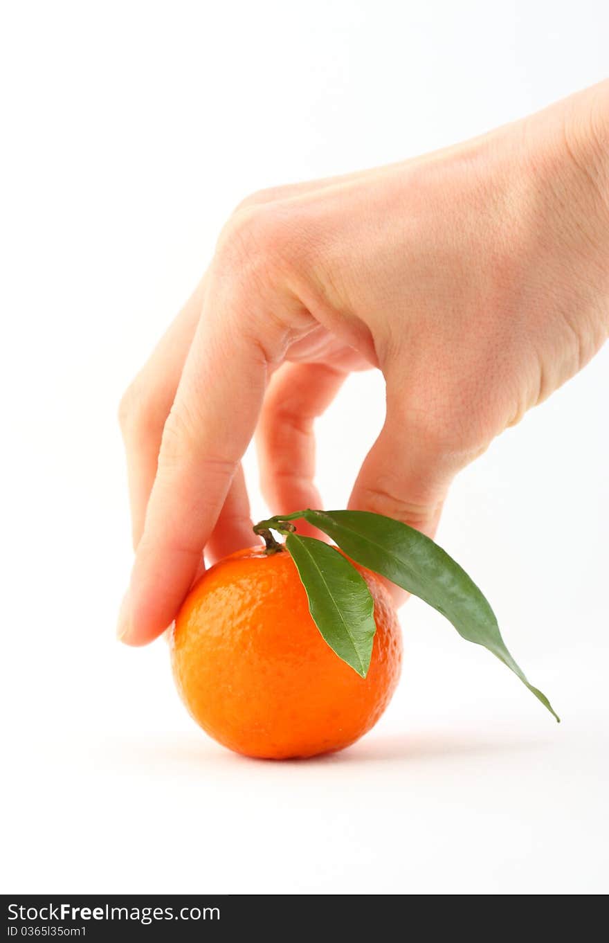 Human hand taking ripe mandarin with leaves