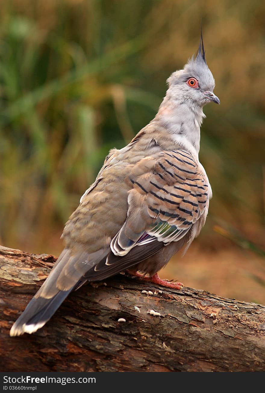 Wood pigeon sitting on a branch in a nice zoo