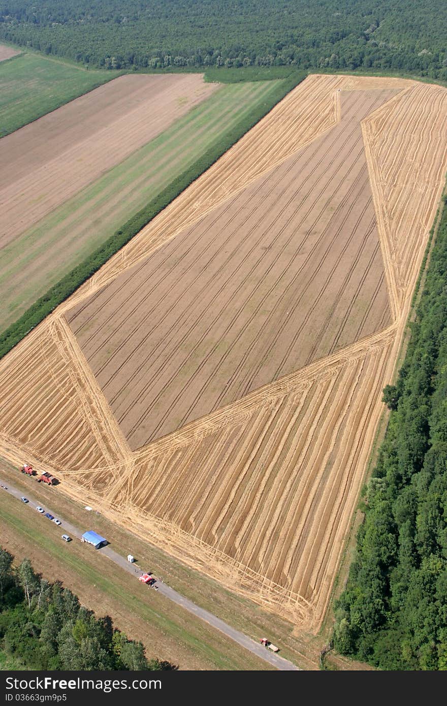 Golden Wheat field