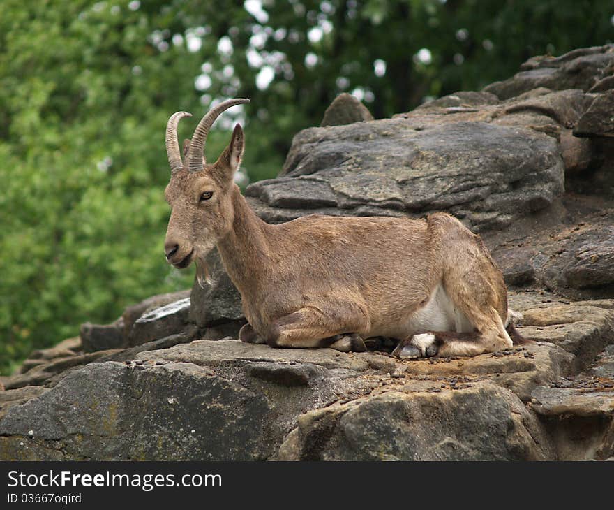 Beautiful brown goat resting on the cliff. Located in Berlin Zoo.