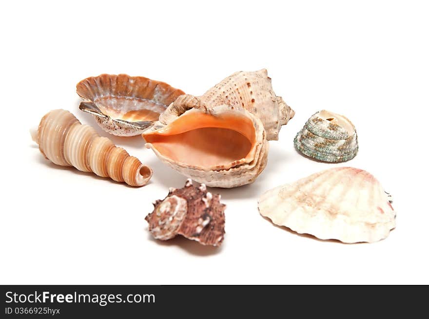 A Lot Of Seashells